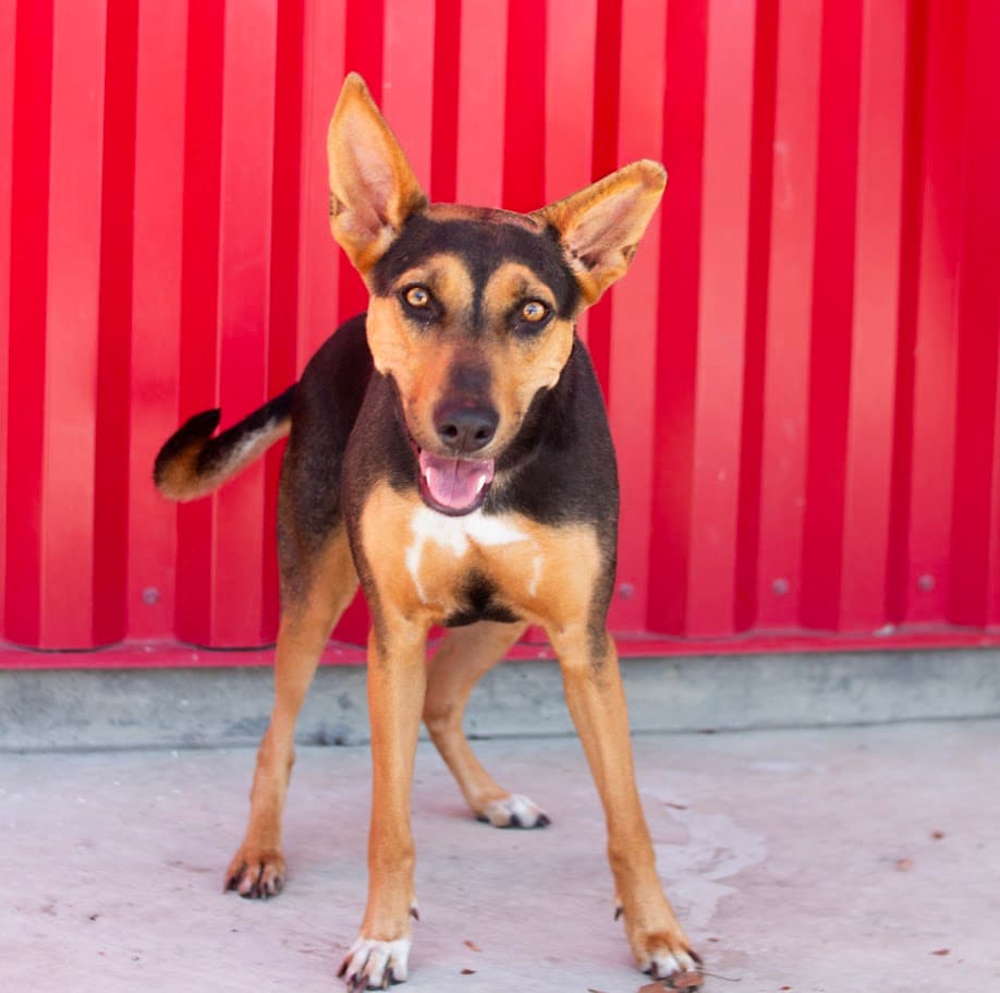 Esmerelda - German Shepherd Dog