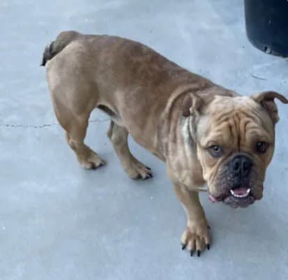 Unknown - English Bulldog