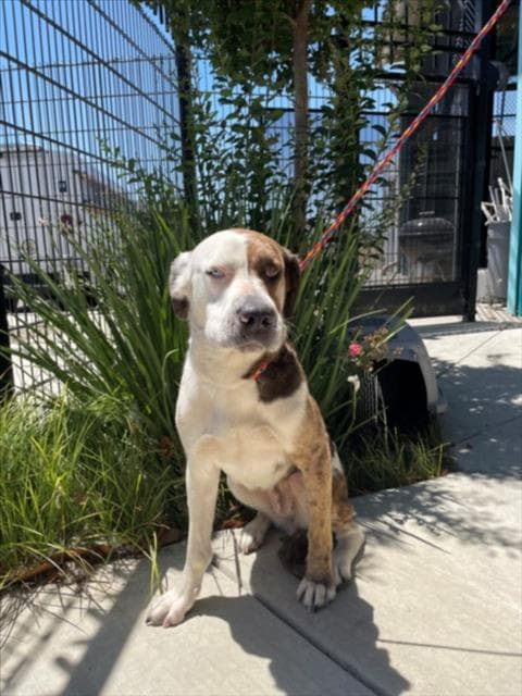 Boo - Pit Bull Terrier