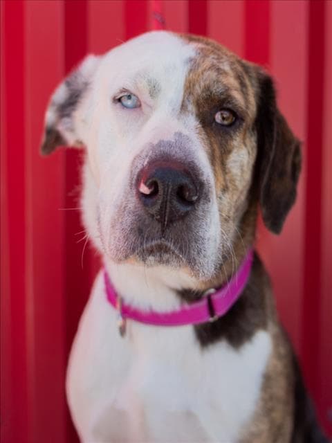 Boo - Pit Bull Terrier