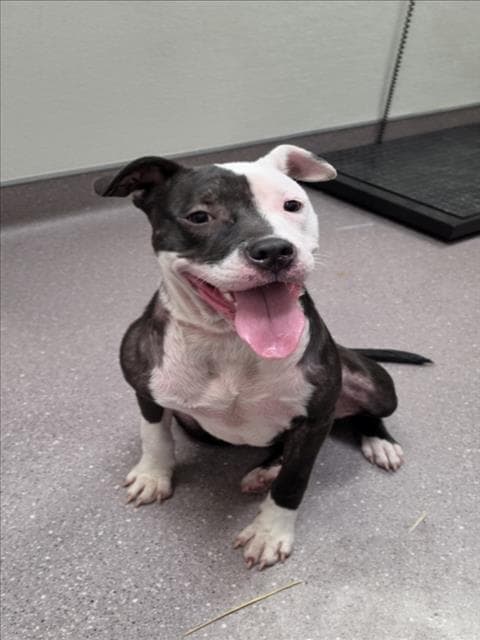 Lilo - Pit Bull Terrier
