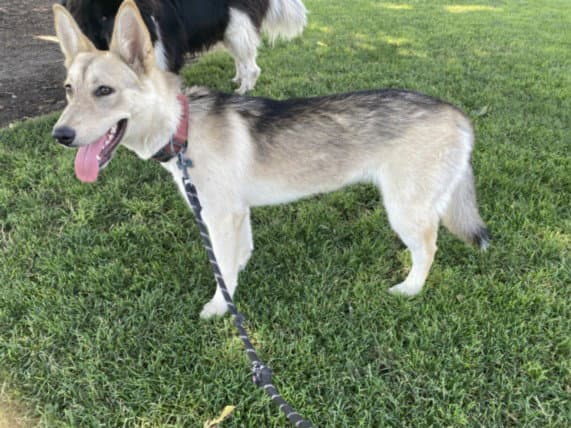 Unknown - Husky