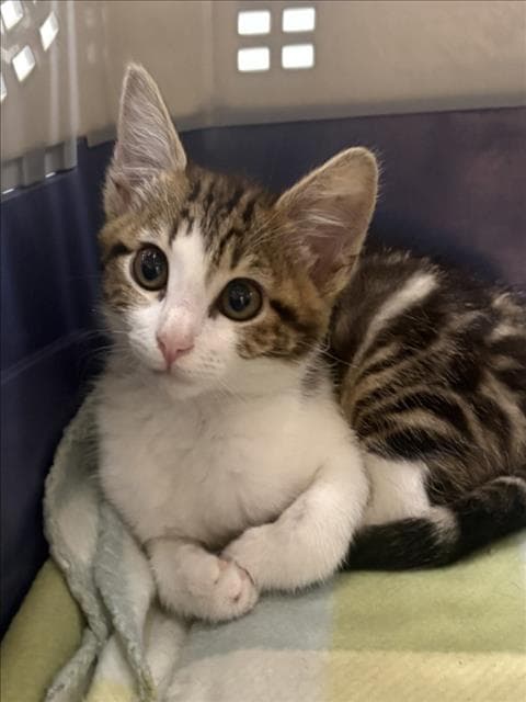 Dinah - Domestic Short Hair