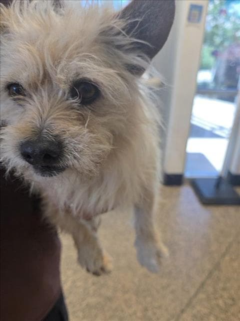 Unknown - Cairn Terrier