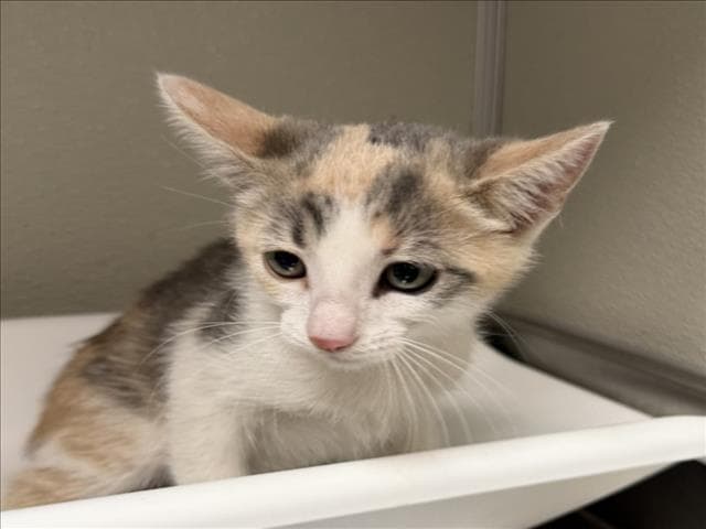 Dee Dee - Domestic Short Hair