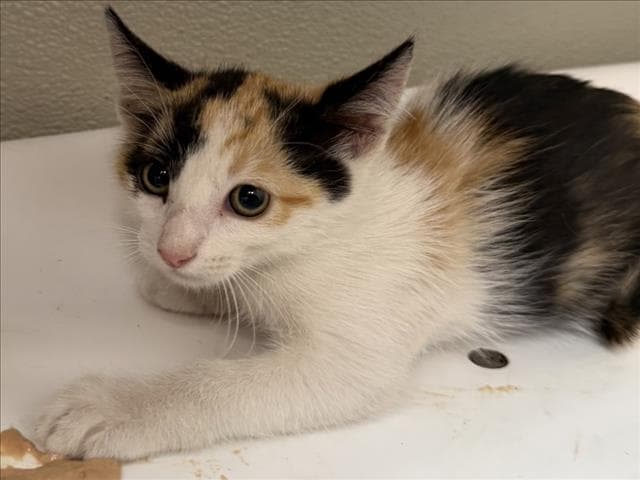 Becky - Domestic Short Hair