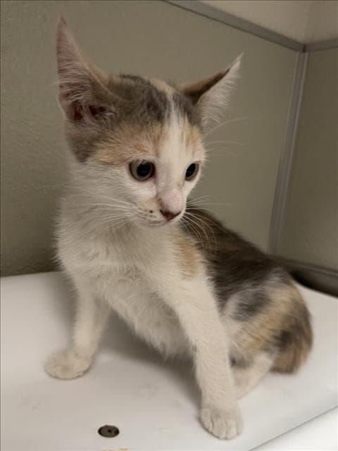 Robin - Domestic Short Hair