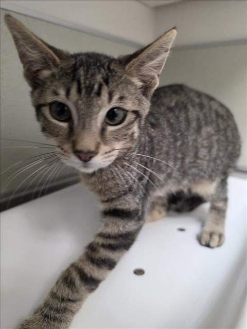 Mitch - Domestic Short Hair