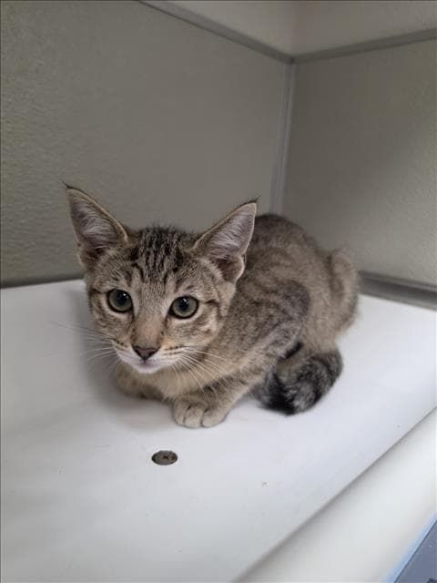 Blossom - Domestic Short Hair