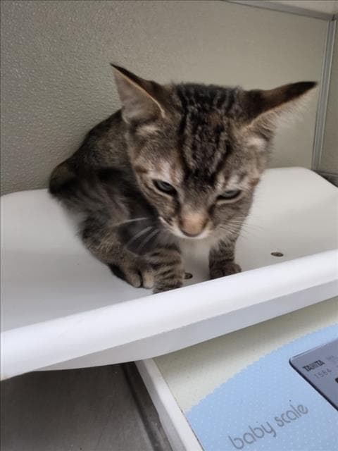 Bubbles - Domestic Short Hair