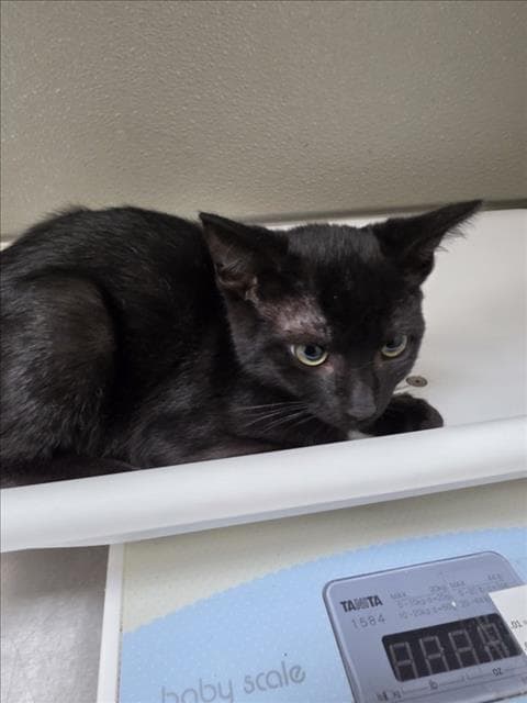 Stanley - Domestic Short Hair