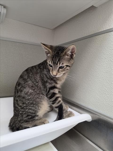 Buttercup - Domestic Short Hair