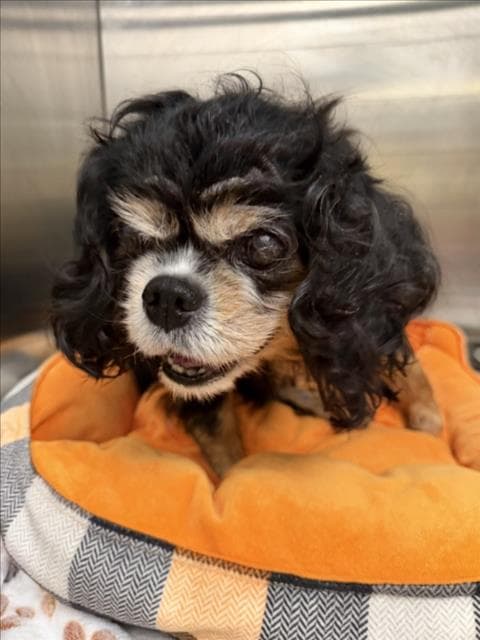 Emily Gigi - Cavalier King Charles Spaniel
