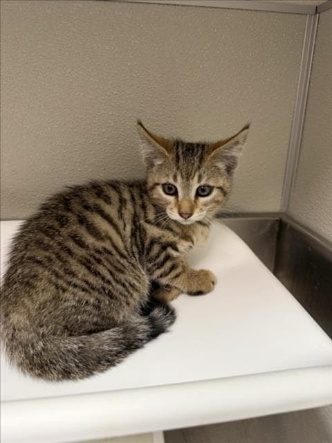 Lois - Domestic Short Hair