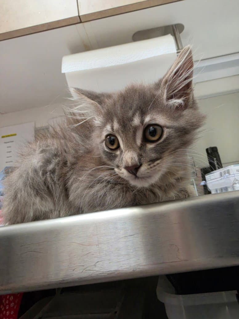 Fred - Domestic Medium Hair