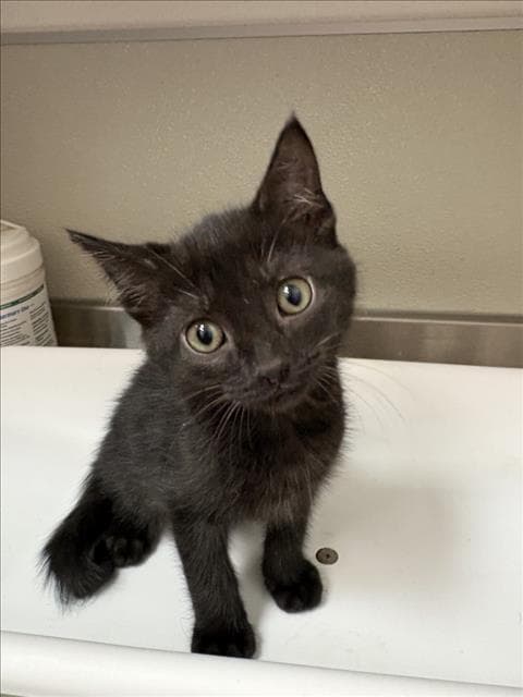 Clarence - Domestic Short Hair