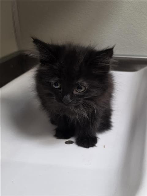 Viola - Domestic Medium Hair
