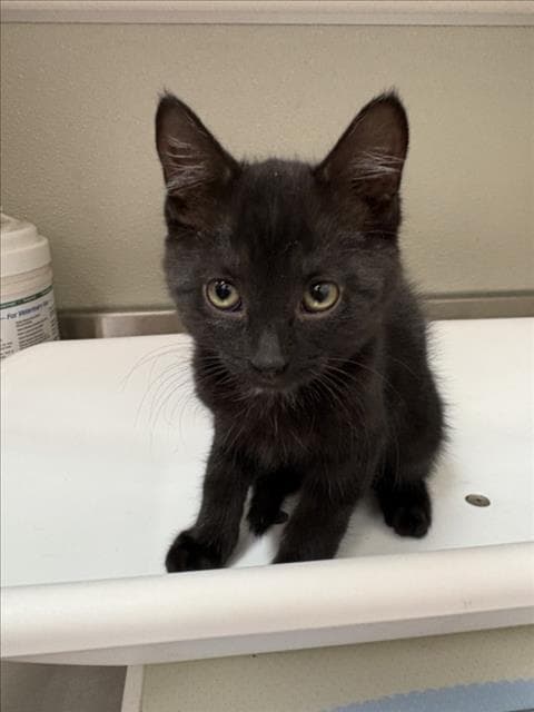Panini - Domestic Short Hair