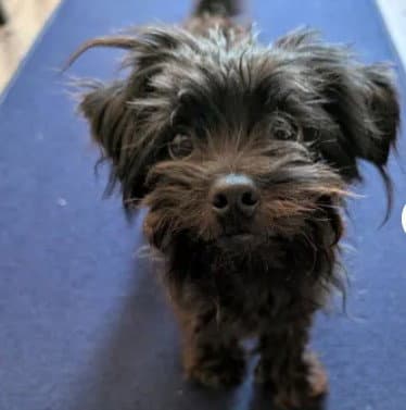 Unknown - Yorkshire Terrier Yorkie