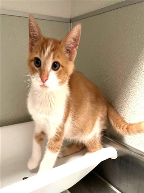 Unknown - Domestic Short Hair