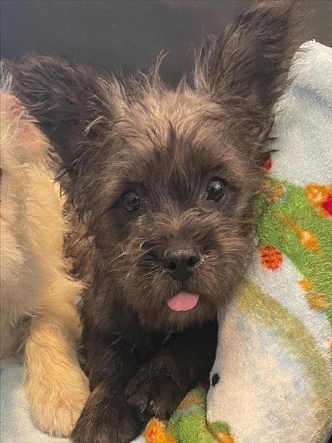 Mia - Cairn Terrier