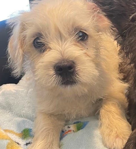 Vivian - Cairn Terrier