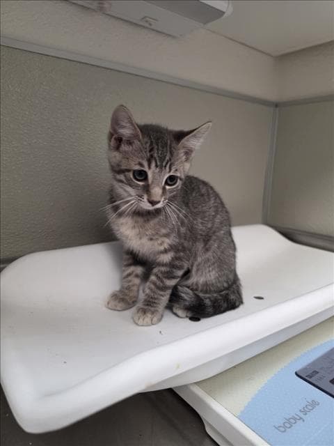 Flem - Domestic Short Hair