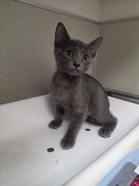 Jolly - Domestic Short Hair