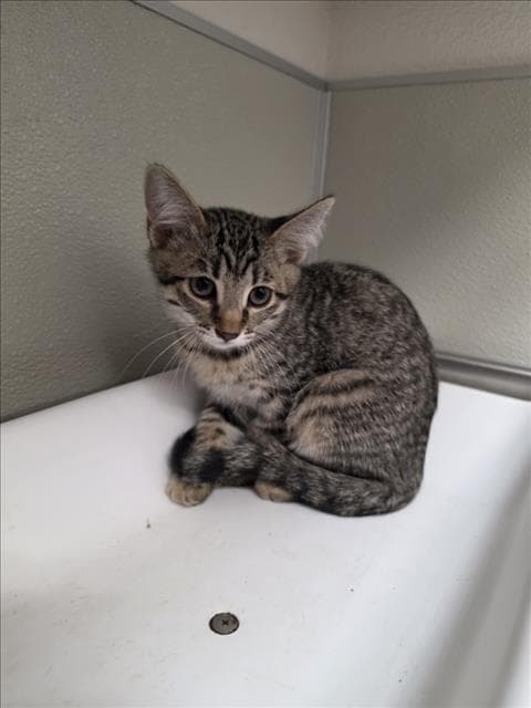 Bianca - Domestic Short Hair