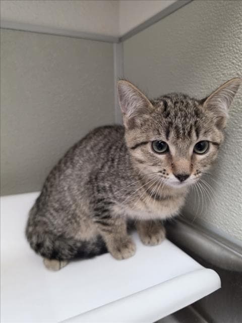 Erica - Domestic Short Hair