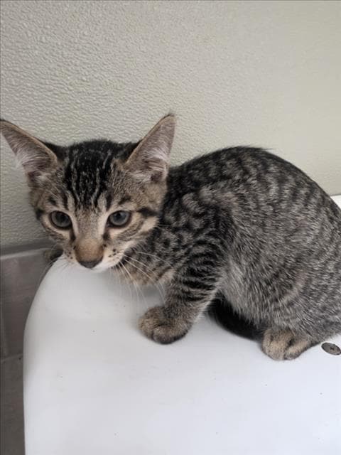 Jimmy - Domestic Short Hair
