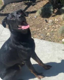 Unknown - German Shepherd Dog