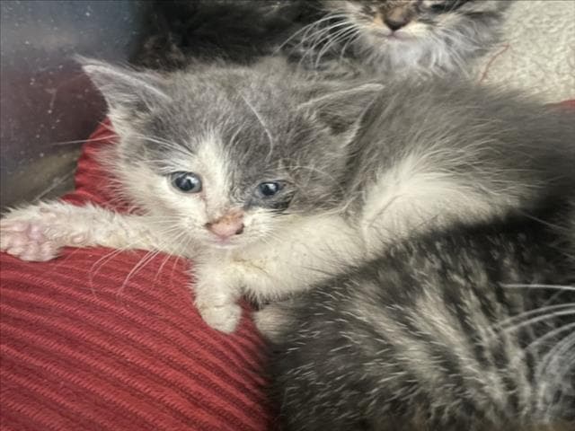 Shyanne - Domestic Short Hair