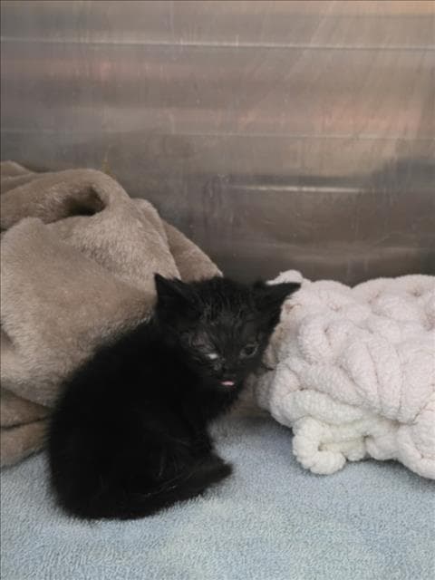 Nova - Domestic Short Hair