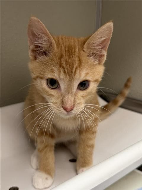 Ben - Domestic Short Hair