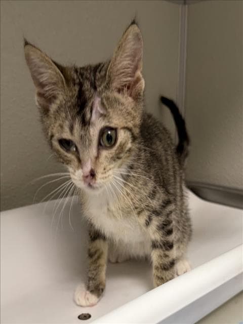 Elvis - Domestic Short Hair