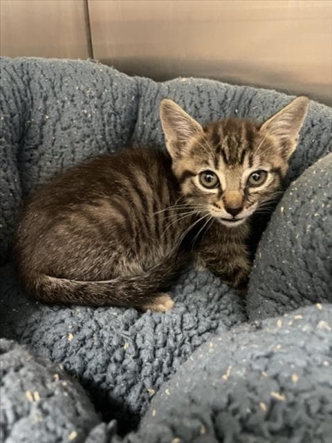 Finn - Domestic Short Hair