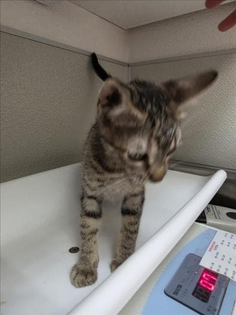 Amber - Domestic Short Hair