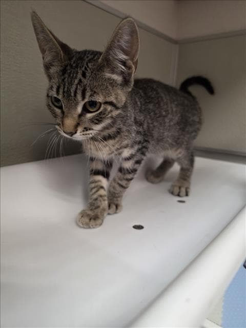 Gumball - Domestic Short Hair