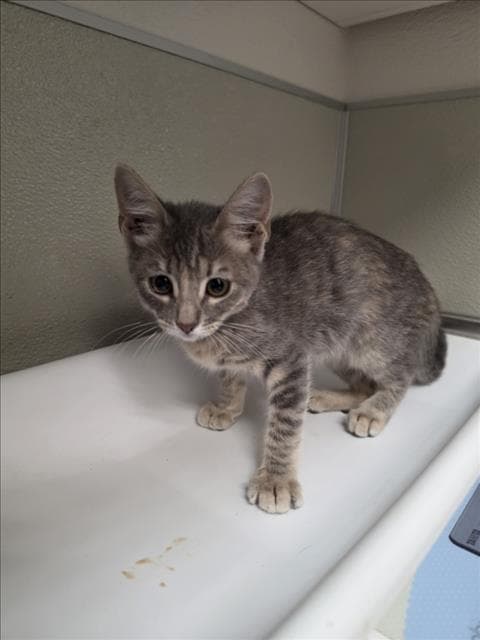 Barb - Domestic Short Hair