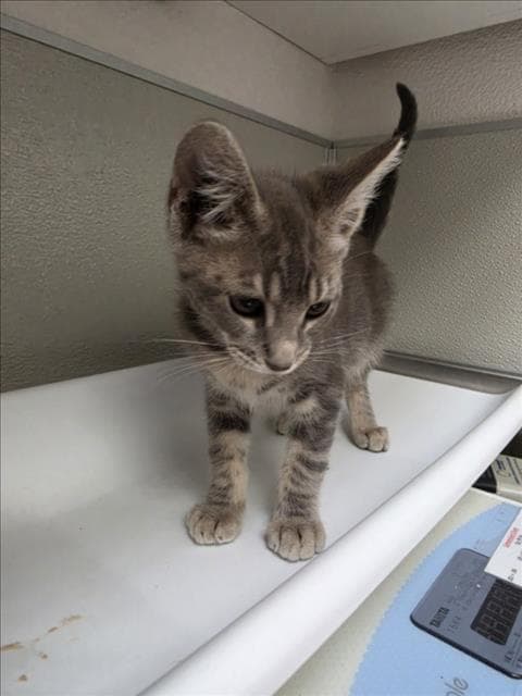 Lazlo - Domestic Short Hair