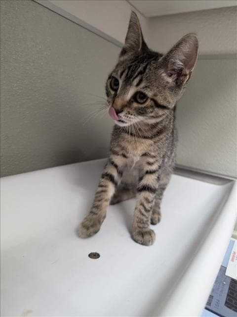 Courage - Domestic Short Hair