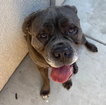 Unknown - Mastiff