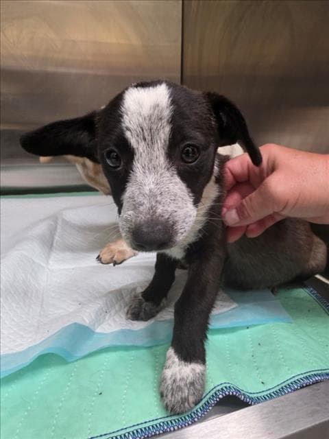 Ethel - Australian Cattle Dog/Blue Heeler