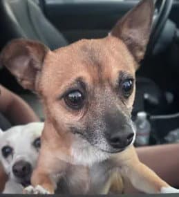 Unknown - Chihuahua