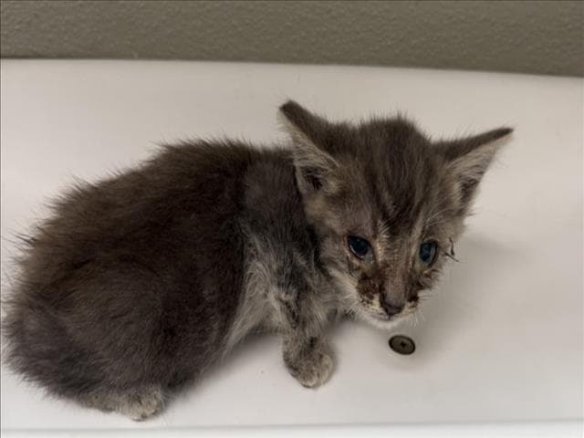 Kevin - Domestic Short Hair