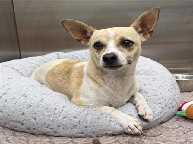 Eleanor - Rat Terrier