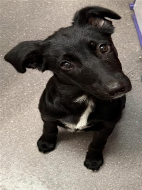 Dolly - Border Collie