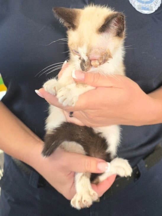 Marvin - Siamese