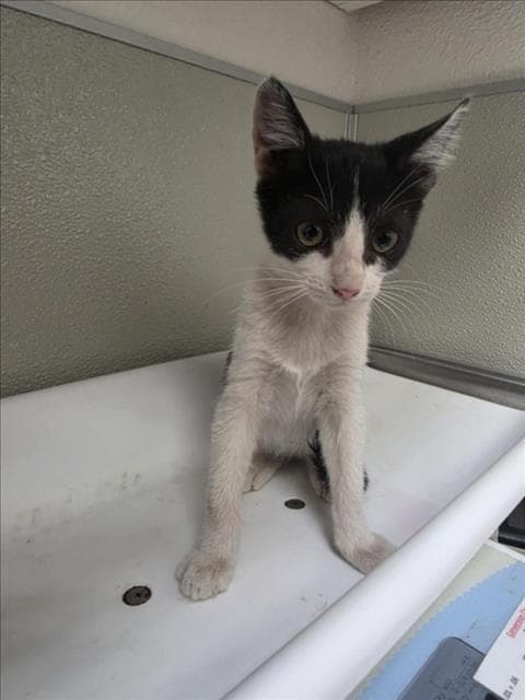 Coco - Domestic Short Hair